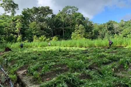 Part of the cultivation (Police photo)