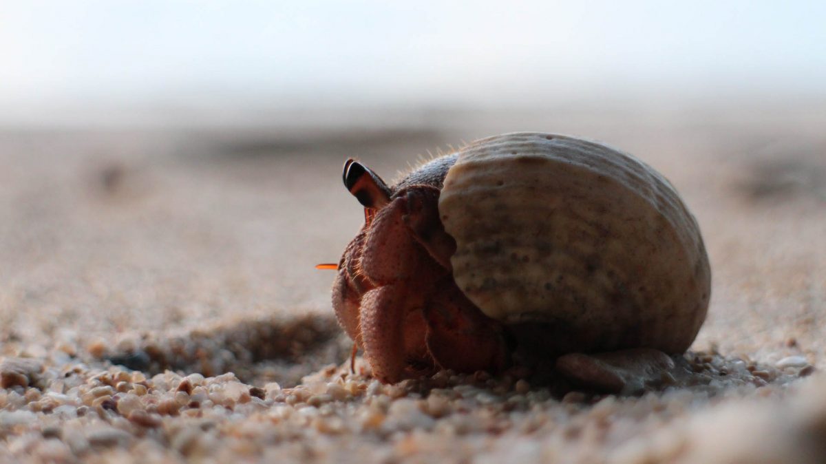 Hermit crabs abandon their shells as they grow to move into bigger ones.