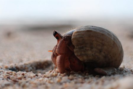 Hermit crabs abandon their shells as they grow to move into bigger ones.