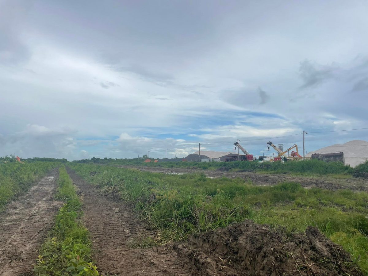 A section of the cleared pathway for the road construction 