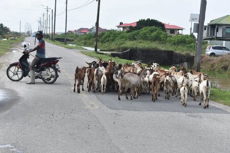 Lorrick De Mattos escorting his goats to higher grazing ground