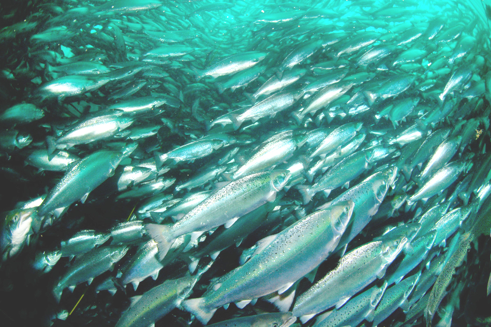 The salmon strategy - Stabroek News