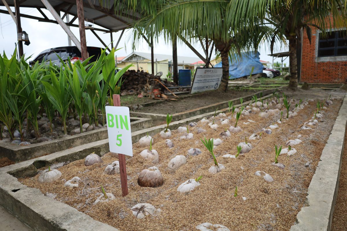 One of the nurseries (Ministry of Agriculture photo)
