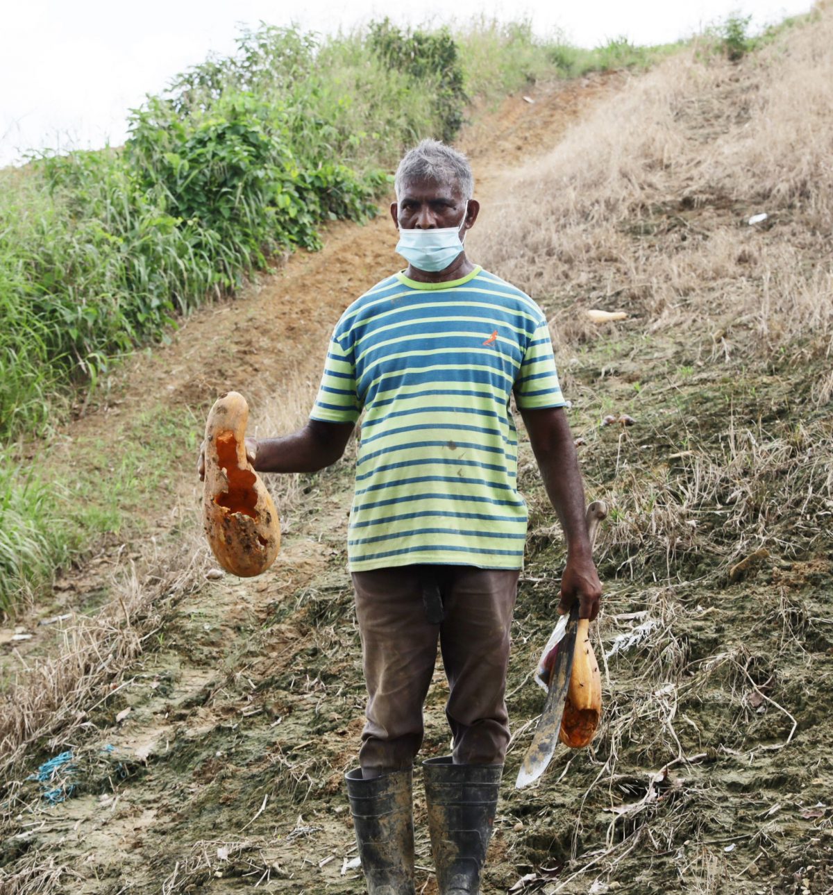 File: Farmer Madho Persad Oudho shows how the snails cleared down his pumpkin patch at Cunjal Foodcrop Project, Cumoto South Trace, Barrackpore, in November 2021.
