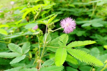 Mimosa Pudica also known as Touch me not, Live and die, Shame and Humble plant (Photo from Wikipedia)