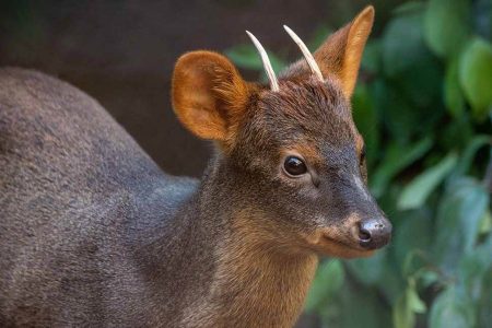 The world’s smallest deer
