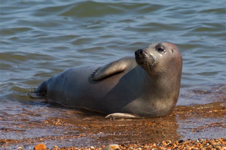 Sea lions have often been called the “Angels of the Sea” due to the unique way that they swim.
(Image by wirestock on Freepik)