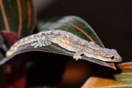 Mourning Gecko (Wikipedia.com photo)