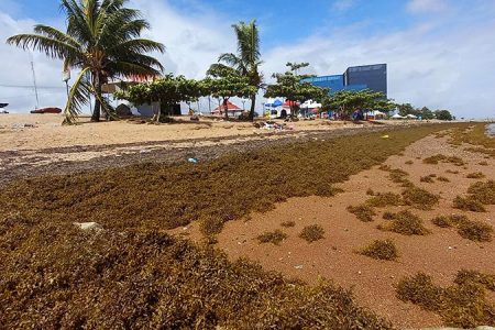 Sargassum on the Kingston beach (Photo taken by Seawalls and Beyond Volunteers) 