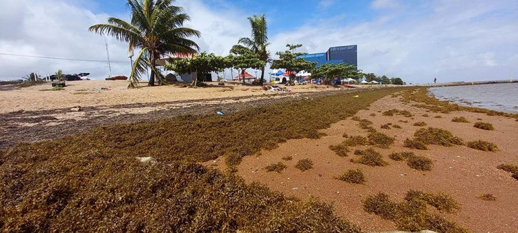 Sargassum on the Kingston beach (Photo taken by Seawalls and Beyond Volunteers) 