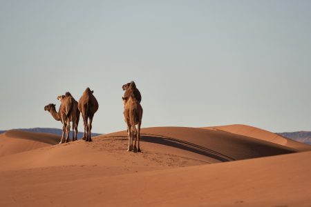 Camels in a desert (Photo from Freepik)

