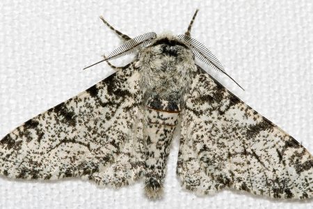  Peppered Moth (Wiki photo)
