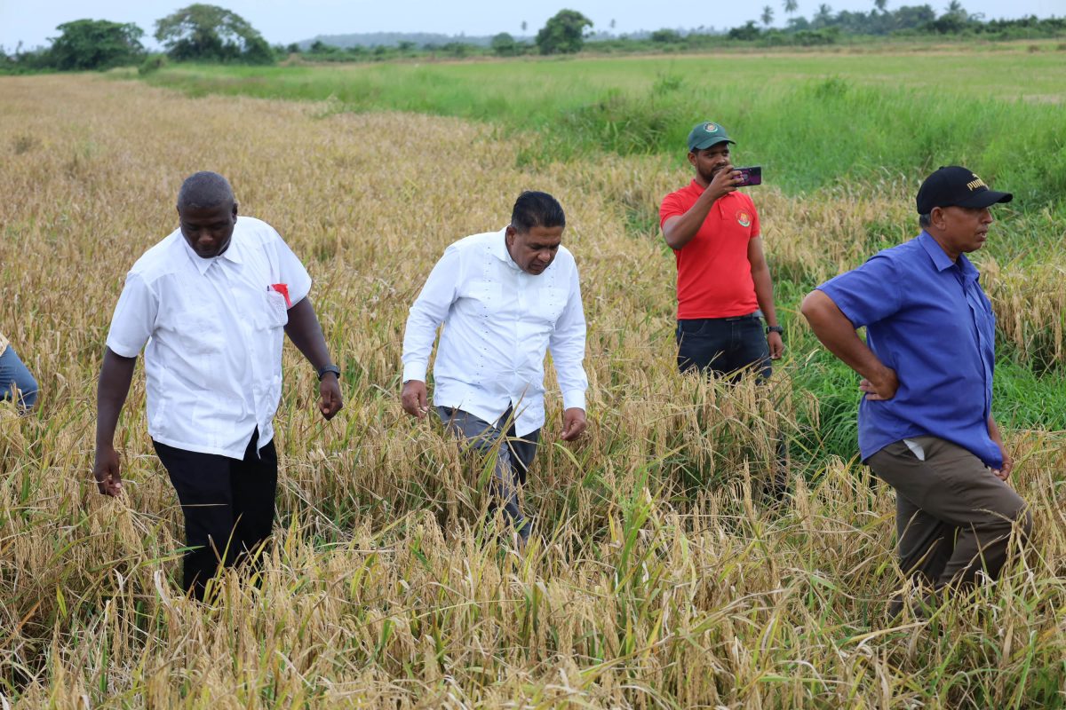 Agriculture Minister Zulfikar Mustapha (second from left) inspecting a rice field.