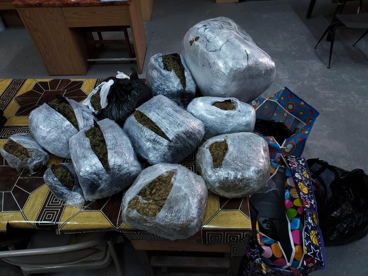 The cannabis that was retrieved (Police photo)