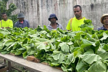 The pakchoy harvest (GPS photo)