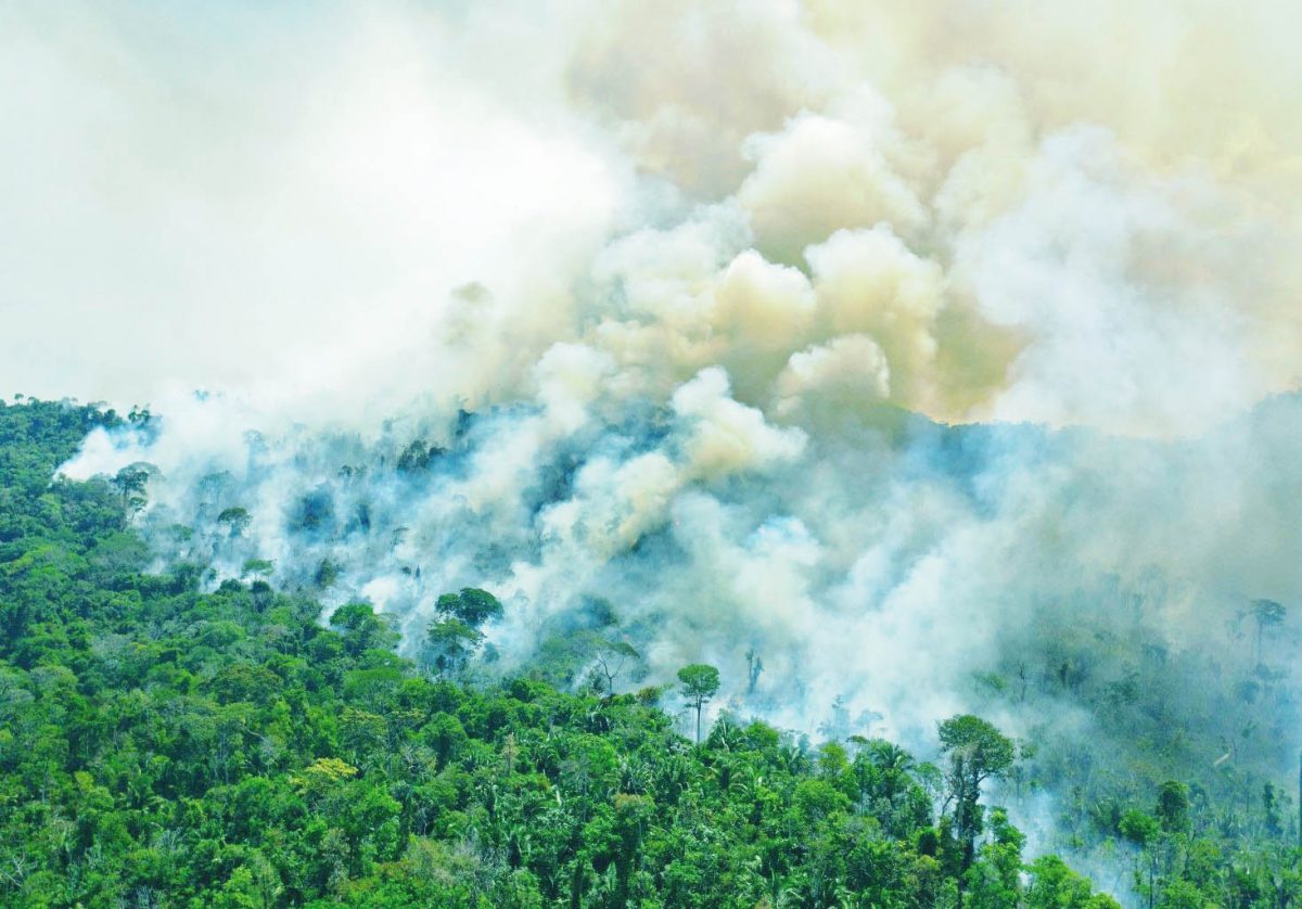 Amazon rainforest reserve