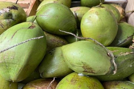 Pomeroon coconuts