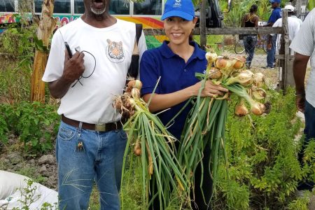 Onions grown locally in 2017 (SN file photo)