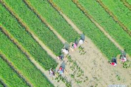 Rice Cultivation In China