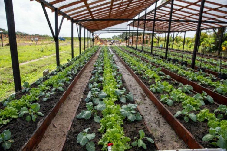 Students of Dartmouth Secondary School reaping pak choy (bok choy) from their shade house project
