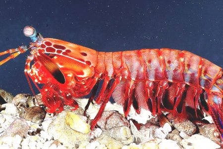 Mantis Shrimp (Wiki photo)