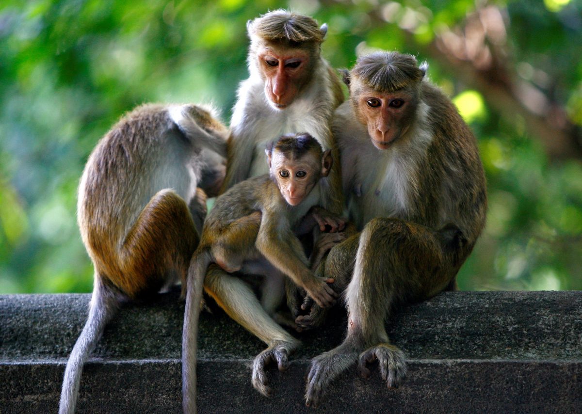 FILE PHOTO: A group of monkeys rest on a wall at a Buddhist temple in Colombo, October 16, 2009. REUTERS/Andrew Caballero-Reynolds/File Photo