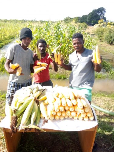 The corns that were harvested from the Lusignan Prison farm. 