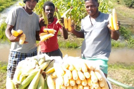 The corns that were harvested from the Lusignan Prison farm. 