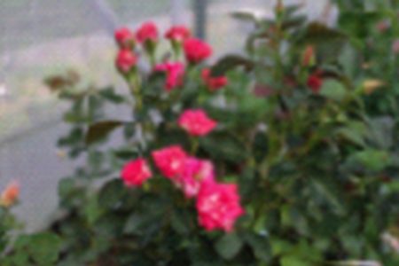 A bunch of roses in the shade house (DPI photo)