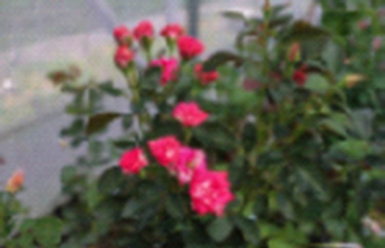 A bunch of roses in the shade house (DPI photo)