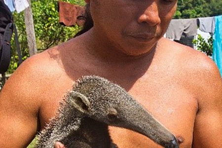 Gerald Melton
of the village of Apoteri, Guyana, examines a young anteater that his family is raising.  (Photo by Barbara Fraser/CIFOR)
