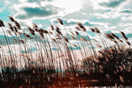 Stalks bend in the wind, but survive (Image by Wirestock on Freepik)