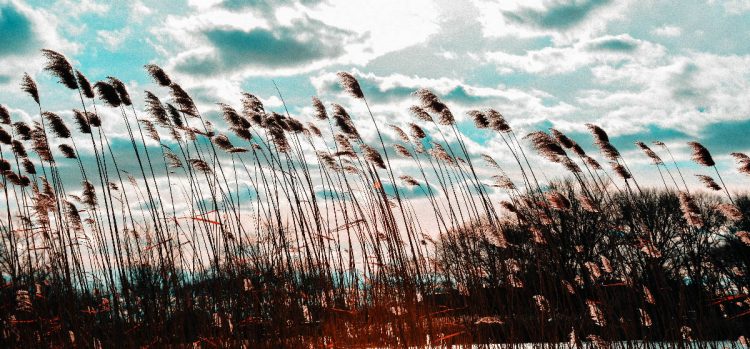 Stalks bend in the wind, but survive (Image by Wirestock on Freepik)