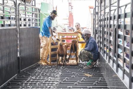 A shipment of goats from Barbados (DPI photo)
