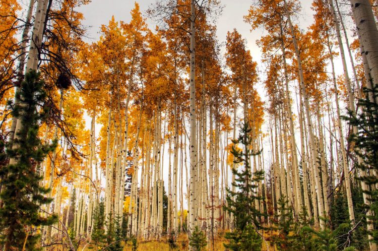 Aspen trees in fall (Rawpixel free photo)