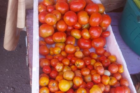 Small and big tomatoes at  Bourda Market yesterday