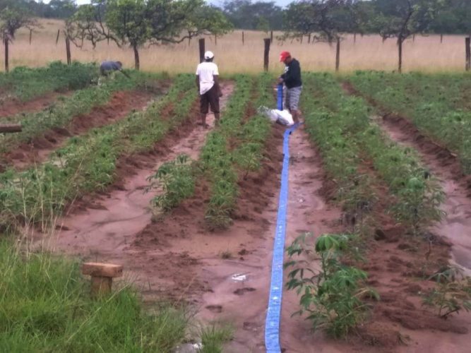 Working on cassava germplasm
