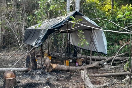 Marijuana campsite at Onderneeming, Essequibo 