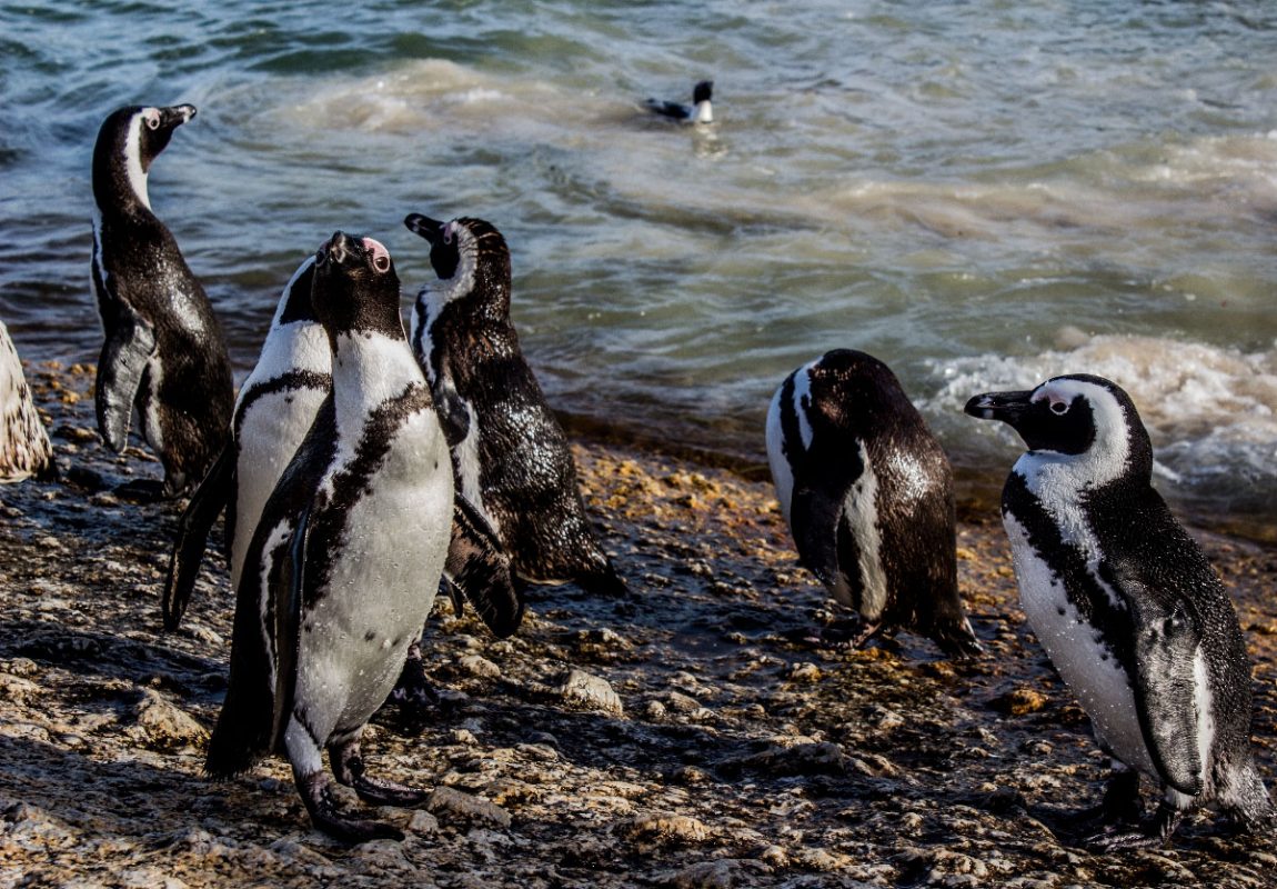 Penguins can fly, so can I! - Stabroek News