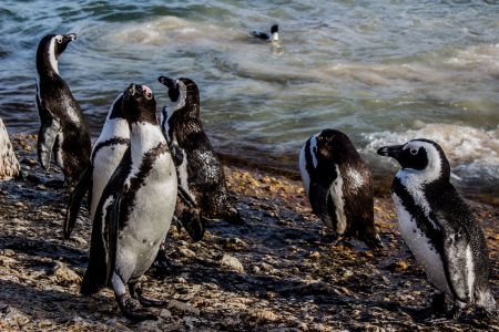 Waddlers on land, penguins move at great speeds underwater (Image by wirestock on Freepik)