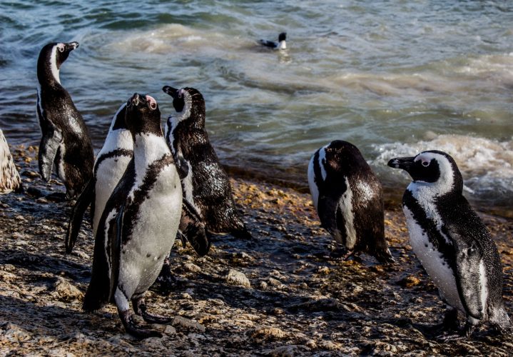 Waddlers on land, penguins move at great speeds underwater (Image by wirestock on Freepik)