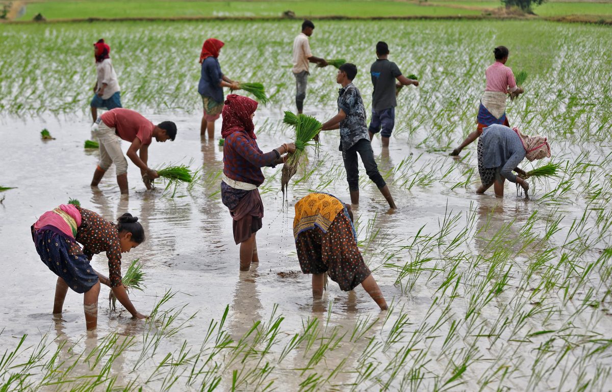 FILE PHOTO: Farm labourers plant rice saplings in a field on the outskirts of Ahmedabad, India, July 21, 2023. REUTERS/Amit Dave/File Photo