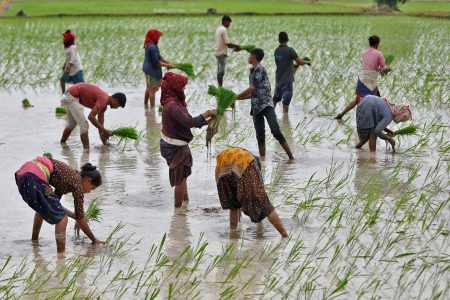 FILE PHOTO: Farm labourers plant rice saplings in a field on the outskirts of Ahmedabad, India, July 21, 2023. REUTERS/Amit Dave/File Photo