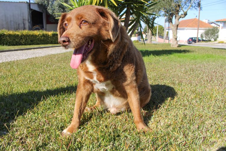 FILE PHOTO: The dog, Bobi, that broke the record for oldest dog ever at 30 years-old, is pictured at Conqueiros, in Leiria, Portugal, February 4, 2023. REUTERS/Catarina Demony/File Photo