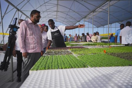 Hydroponic farm and shade house: President Irfaan Ali (left) visited the hydroponic farm at the National Agricultural Research and Extension Institute (NAREI) at Mon Repos yesterday afternoon. A release from the Office of the President said that currently, the farm has 25,000 plants, including cauliflower, kale, habanero, and five varieties of lettuce and cucumbers.
The farm, which is being managed by a group of young people, is in the process of boosting production and within a few weeks, produce will be delivered to local markets and hotels.
President Ali also inspected the crops being cultivated in the Shade House Project and the institute’s onion trial. (Office of the President photo)
