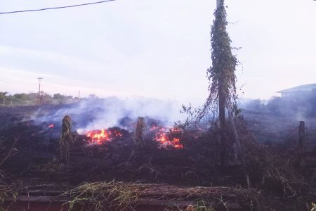Photo of burning bushes (Antonio Dey)