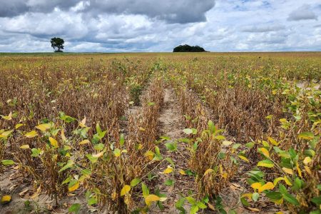 Mature soya bean ripening. The entire field turns yellow when the crop is ready to be harvested (Staborek News’ file photo)