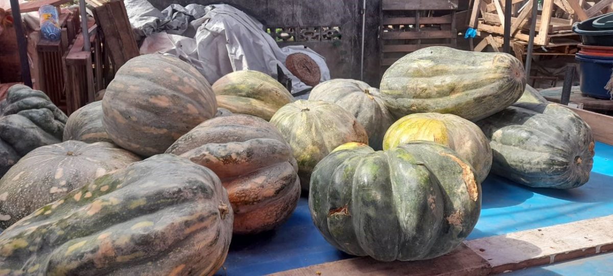 Trevor’s reduced load of pumpkins
