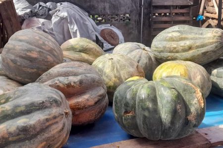 Trevor’s reduced load of pumpkins
