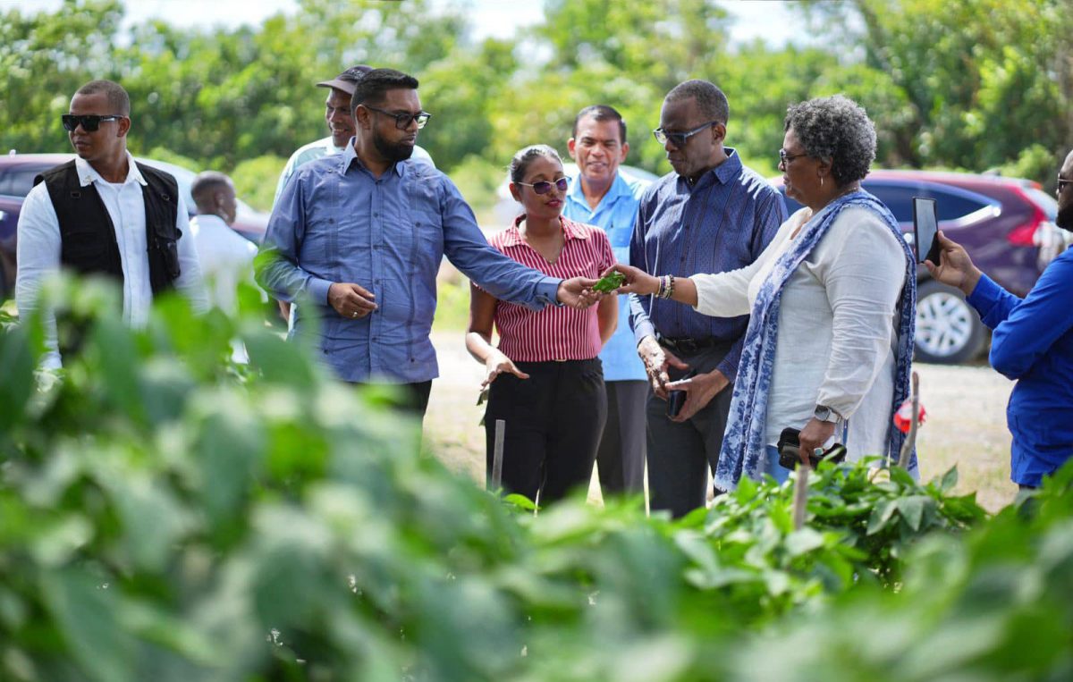President Irfaan Ali (left) led the Prime Minister of Barbados, Mia Amor Mottley (right) and the Prime Minister of St Lucia, Philip J. Pierre (second from right) on a visit to two agricultural projects at the National Agricultural Research and Extension Institute (NAREI) in Mon Repos on the East Coast of Demerara. The leaders toured the large hydroponic farm and shade houses where high-value crops such as cauliflower, kale, habanero, lettuce, sweet peppers, cucumbers and chillies are being produced.  The Barbadian and St Lucian prime ministers visited this week for a conference. (Office of the President photo)